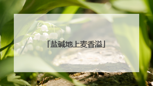 盐碱地上麦香溢