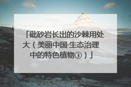 砒砂岩长出的沙棘用处大（美丽中国·生态治理中的特色植物③）