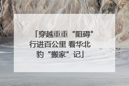穿越重重“阻碍”行进百公里 看华北豹“搬家”记