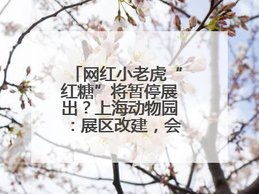 网红小老虎“红糖”将暂停展出？上海动物园：展区改建，会安排展出计划