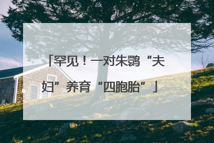 罕见！一对朱鹮“夫妇”养育“四胞胎”