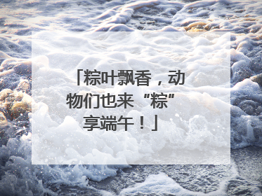 粽叶飘香，动物们也来“粽”享端午！