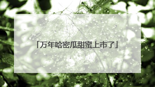 万年哈密瓜甜蜜上市了
