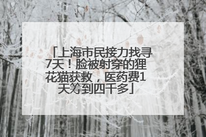 上海市民接力找寻7天！脸被射穿的狸花猫获救，医药费1天筹到四千多