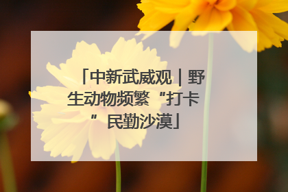 中新武威观｜野生动物频繁“打卡”民勤沙漠