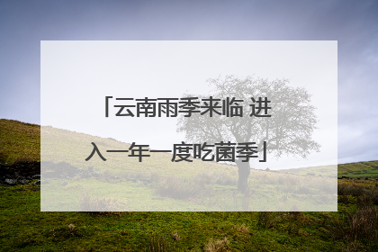 云南雨季来临 进入一年一度吃菌季