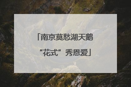 南京莫愁湖天鹅“花式”秀恩爱