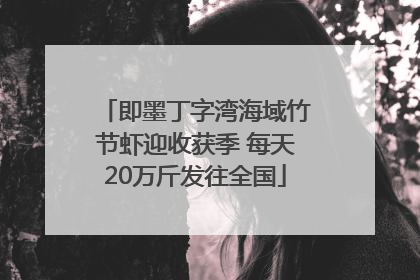 即墨丁字湾海域竹节虾迎收获季 每天20万斤发往全国