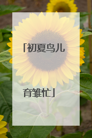 初夏鸟儿育雏忙