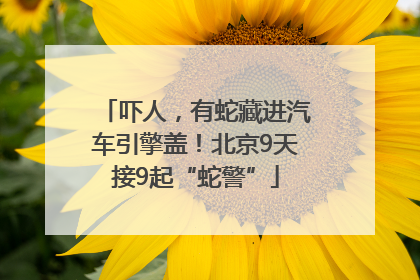 吓人，有蛇藏进汽车引擎盖！北京9天接9起“蛇警”