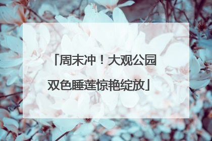 周末冲！大观公园双色睡莲惊艳绽放