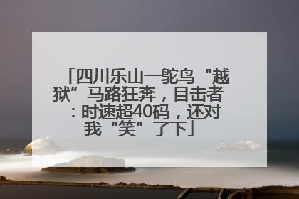 四川乐山一鸵鸟“越狱”马路狂奔，目击者：时速超40码，还对我“笑”了下