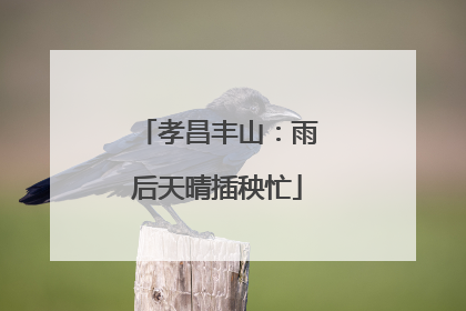 孝昌丰山：雨后天晴插秧忙