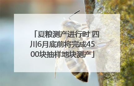 夏粮测产进行时 四川6月底前将完成4500块抽样地块测产