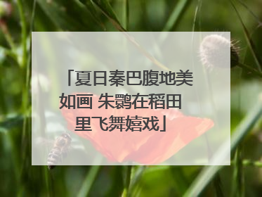 夏日秦巴腹地美如画 朱鹮在稻田里飞舞嬉戏