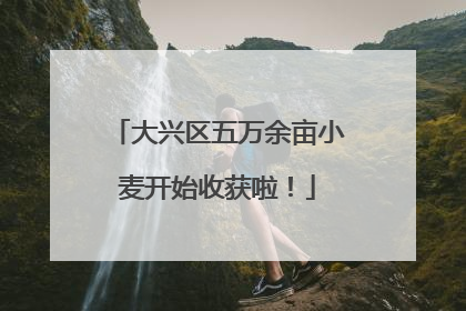 大兴区五万余亩小麦开始收获啦！