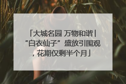 大城名园 万物和谐│“白衣仙子”盛放引围观，花期仅剩半个月