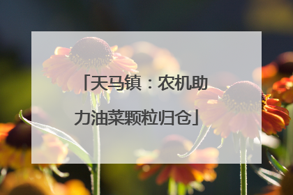 天马镇：农机助力油菜颗粒归仓