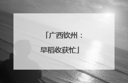 广西钦州：早稻收获忙