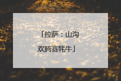 拉萨：山沟欢腾赛牦牛
