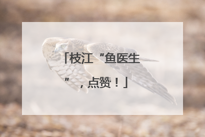 枝江“鱼医生”，点赞！