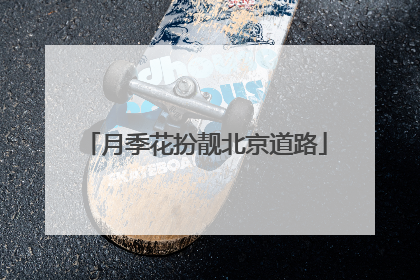 月季花扮靓北京道路