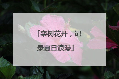 栾树花开，记录夏日浪漫