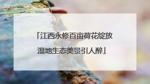 江西永修百亩荷花绽放 湿地生态美景引人醉