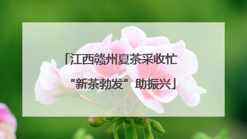 江西赣州夏茶采收忙 “新茶勃发”助振兴