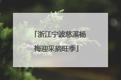 浙江宁波慈溪杨梅迎采摘旺季
