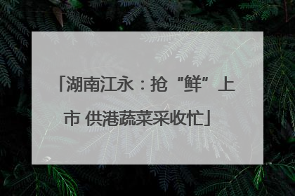 湖南江永：抢“鲜”上市 供港蔬菜采收忙
