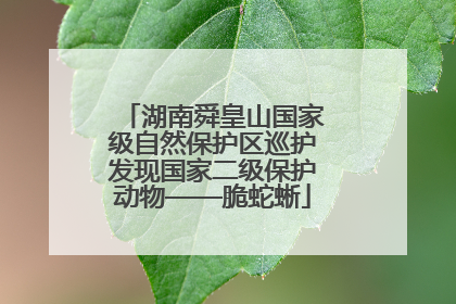湖南舜皇山国家级自然保护区巡护发现国家二级保护动物——脆蛇蜥