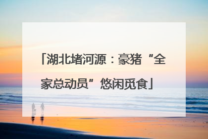 湖北堵河源：豪猪“全家总动员”悠闲觅食