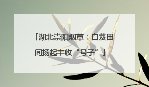 湖北崇阳烟草：白芨田间扬起丰收“号子”