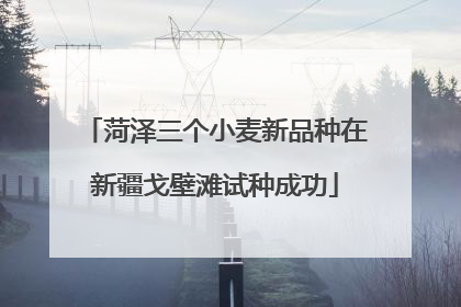 菏泽三个小麦新品种在新疆戈壁滩试种成功