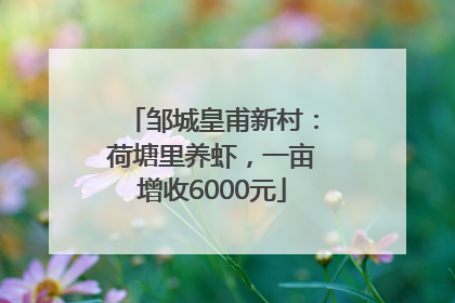 邹城皇甫新村：荷塘里养虾，一亩增收6000元
