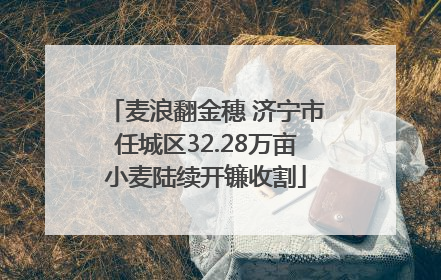麦浪翻金穗 济宁市任城区32.28万亩小麦陆续开镰收割