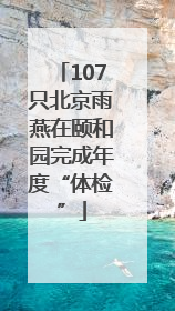 107只北京雨燕在颐和园完成年度“体检”