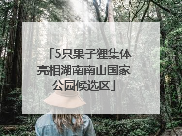 5只果子狸集体亮相湖南南山国家公园候选区